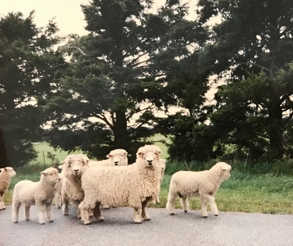 small herd of sheep