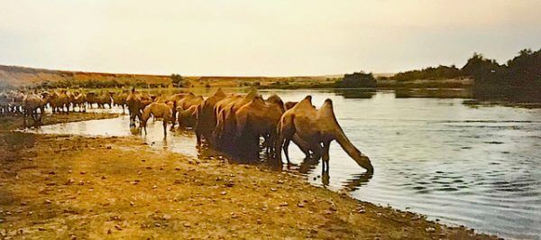 group of camels drinking from the river