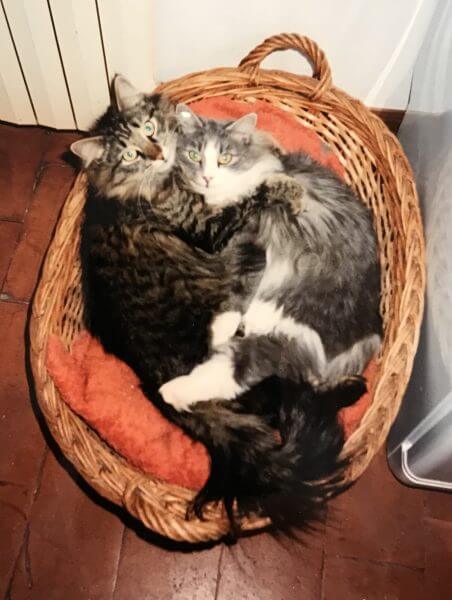 Cats in a basket