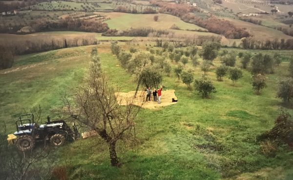 Olive harvest