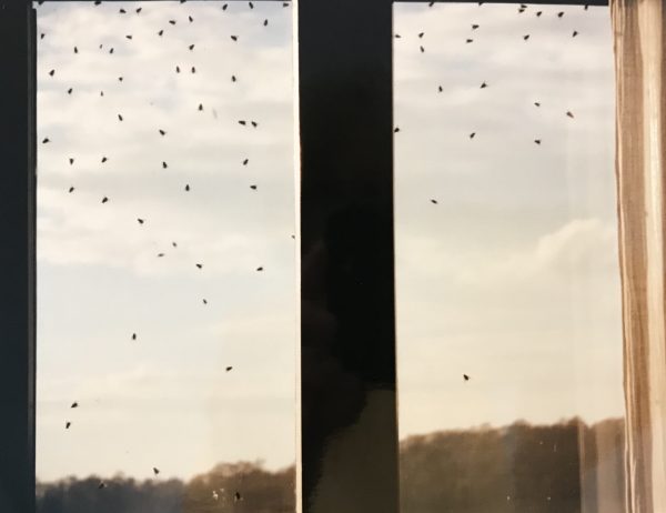 flies on teh windows