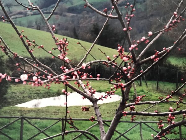 fruit tree in bloom