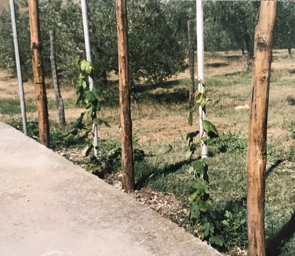 young grapevines