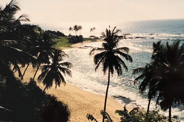 beach with palm trees