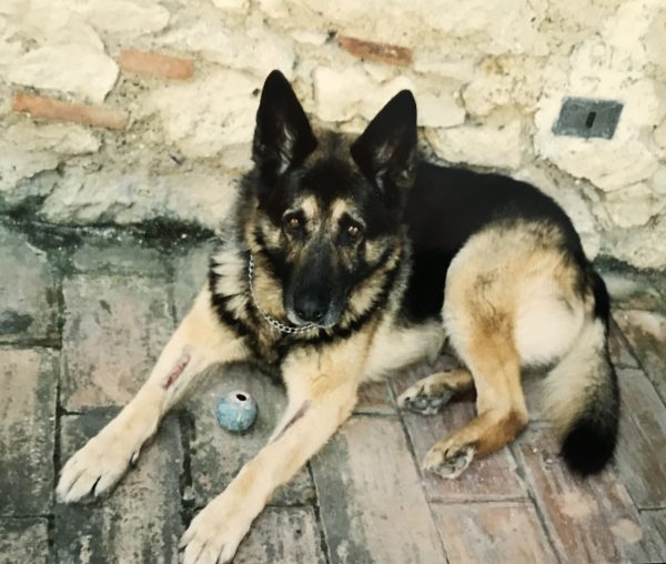 German Sheppard
