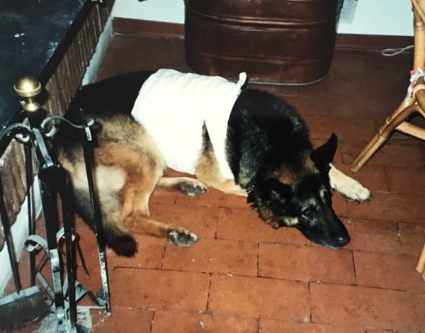 dog with a bandage