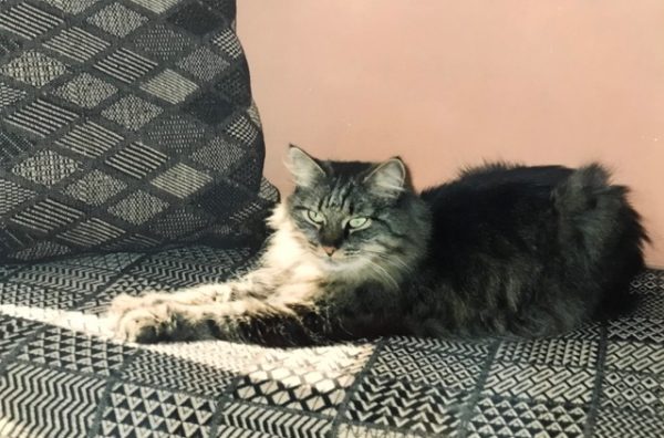 baby cat