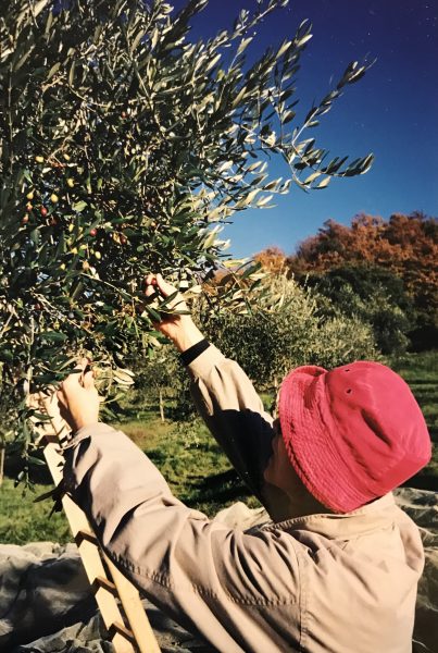 woman picking olives