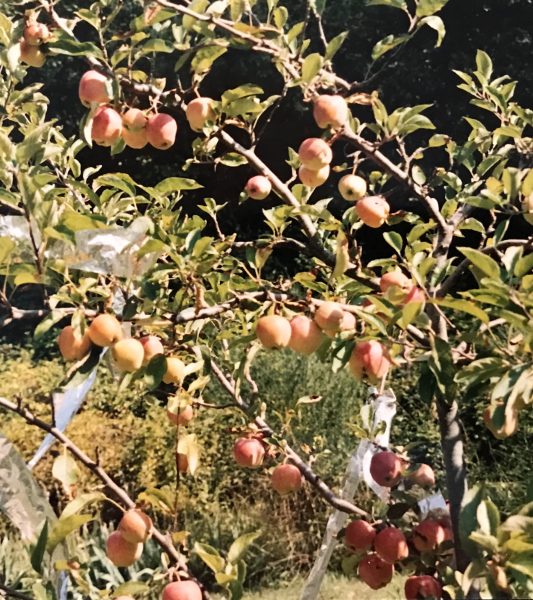 fruit tree