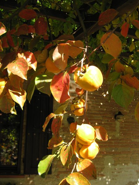 persimmon tree