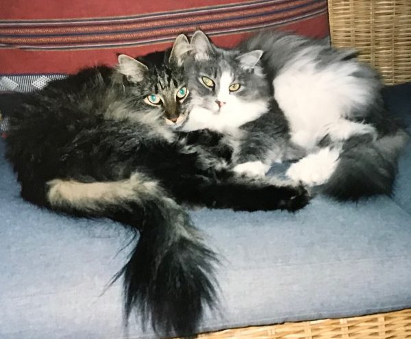 two kitties