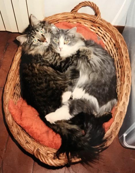 cats in a basket